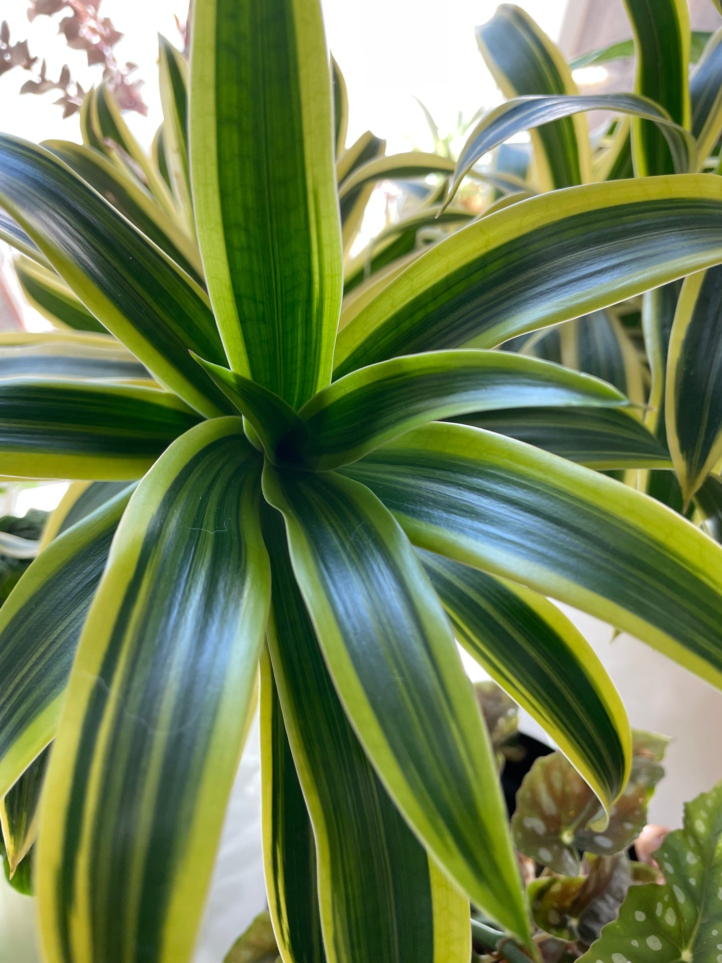 Song of India Dracaena 6” in Millie Pot