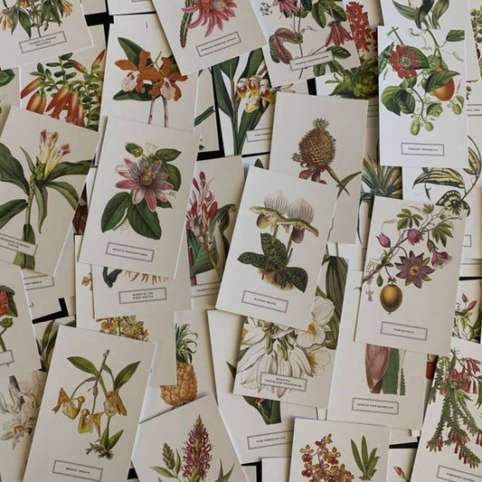 Vintage Style Botanical Postcards Prints | Lucky Dip Set Of: 30 Cards